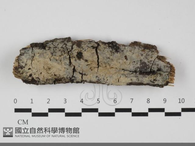 登錄號:F0032112藏品圖，第1張