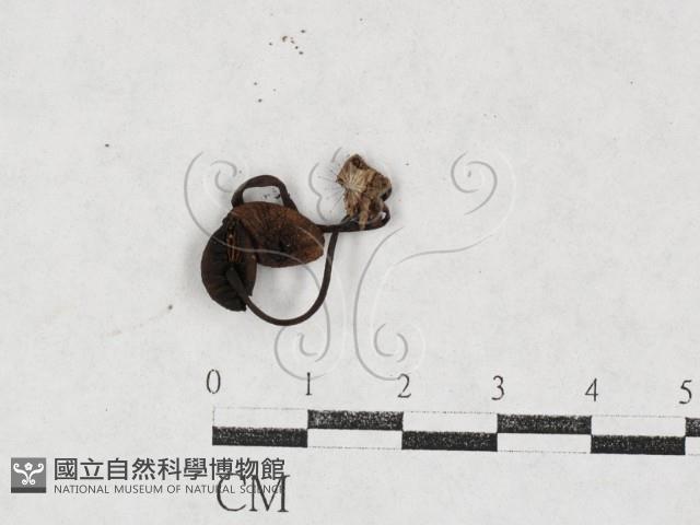 登錄號:F0027112藏品圖，第1張