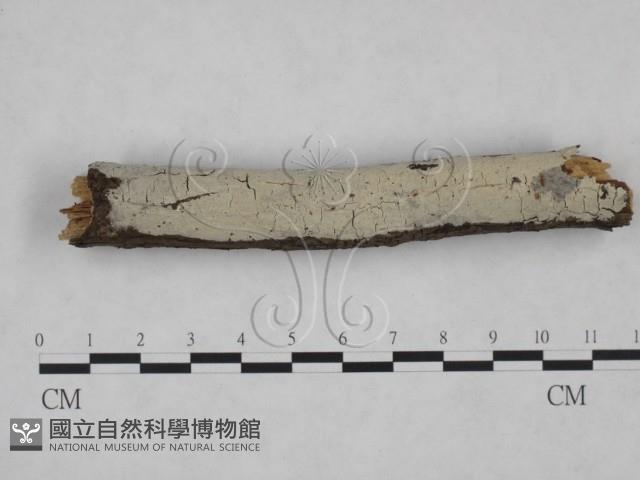 剛毛絲皮菌藏品圖，第1張