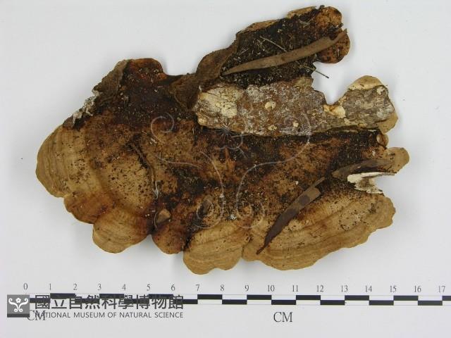 登錄號:F0015112藏品圖，第1張