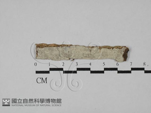 登錄號:F0029112藏品圖，第1張