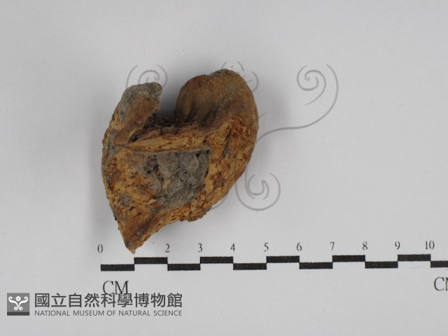 登錄號:F0023112藏品圖，第1張