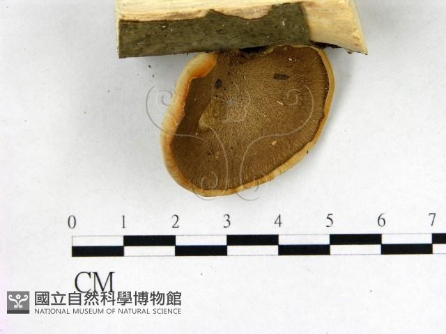 登錄號:F0003112藏品圖，第1張