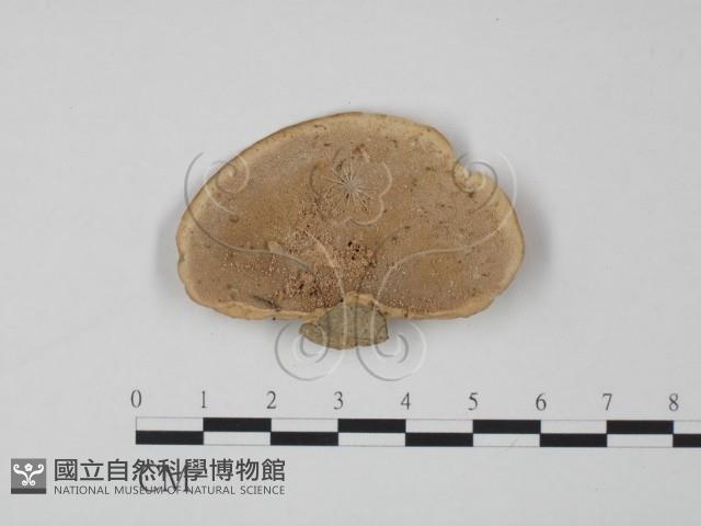 登錄號:F0013112藏品圖，第1張