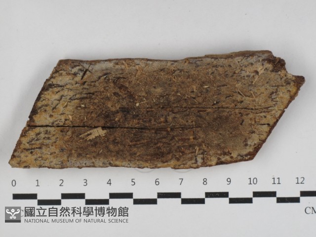 射脈菌屬藏品圖，第1張