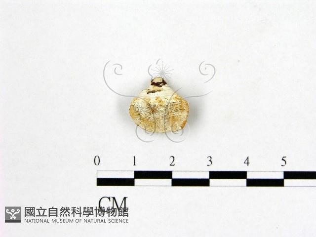 多年臥孔菌屬藏品圖，第1張