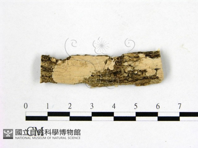 顯絲菌屬藏品圖，第1張
