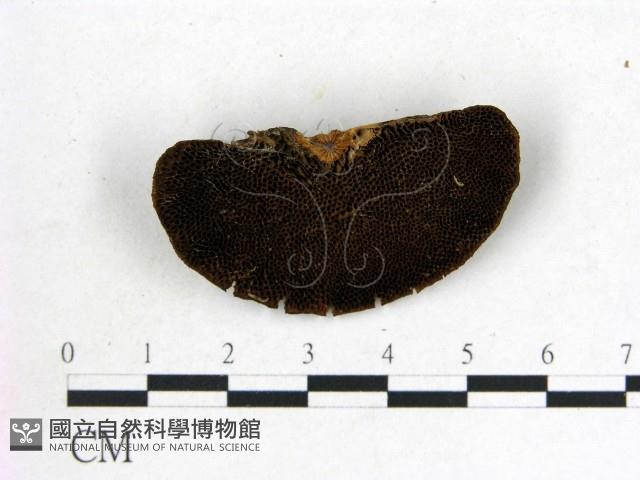 登錄號:F0016012藏品圖，第1張