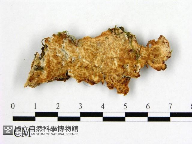 登錄號:F0021012藏品圖，第1張