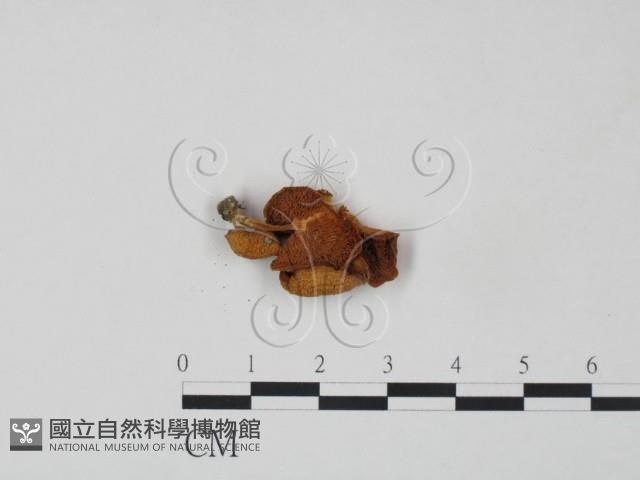 登錄號:F0011012藏品圖，第1張