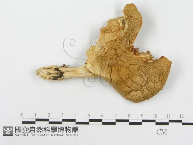 糙皮側耳藏品圖，第1張