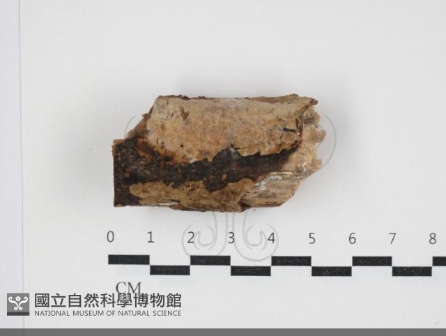 登錄號:F0034012藏品圖，第1張