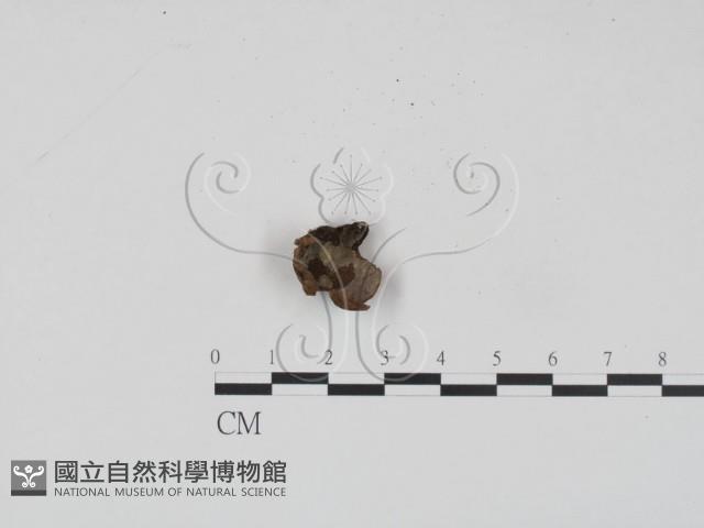 登錄號:F0012012藏品圖，第1張
