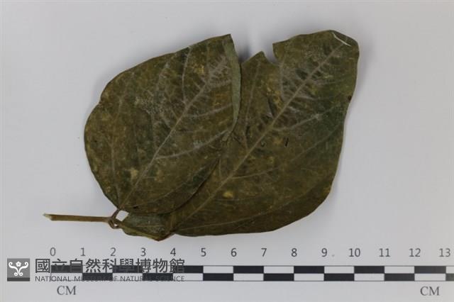 登錄號:F0035012藏品圖，第1張