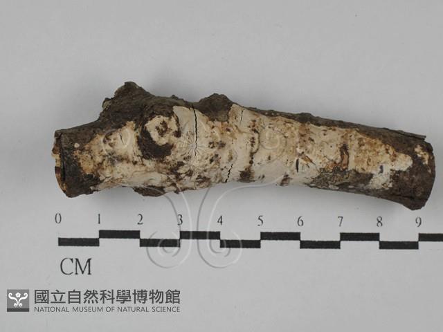 刺皮菌屬藏品圖，第1張