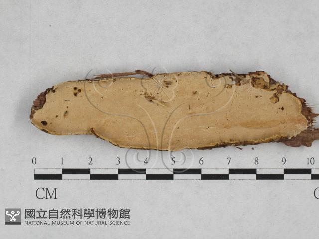 登錄號:F0028312藏品圖，第1張