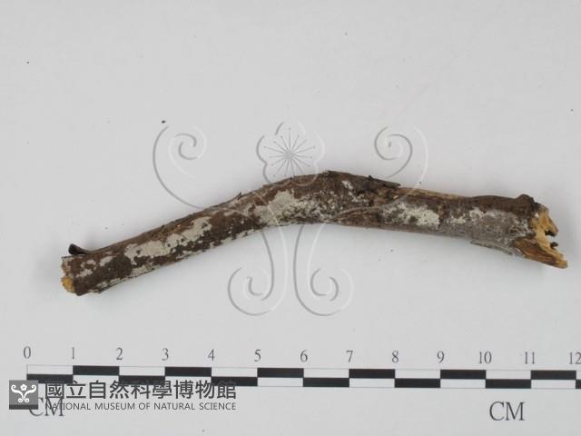 登錄號:F0000312藏品圖，第1張