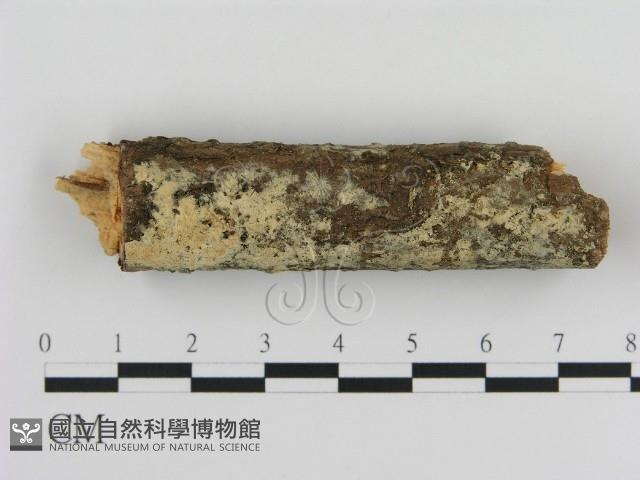 登錄號:F0010312藏品圖，第1張