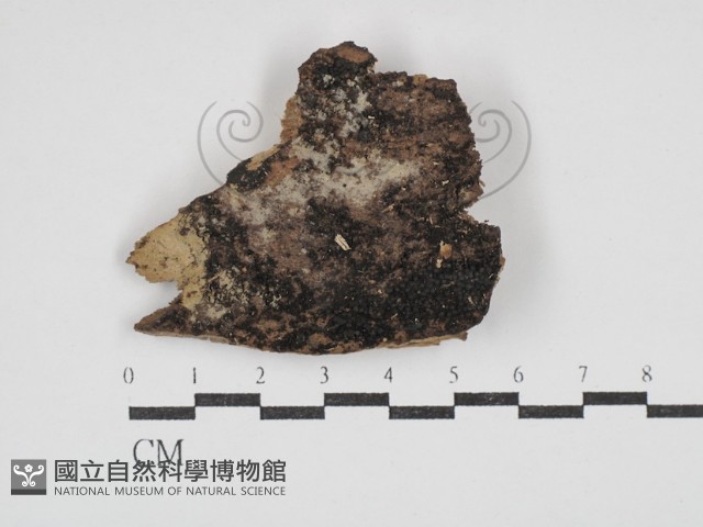 登錄號:F0030312藏品圖，第1張