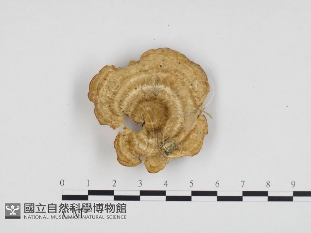 登錄號:F0006312藏品圖，第1張