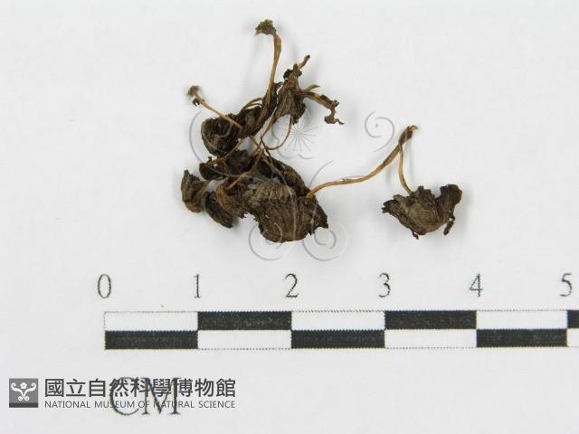 登錄號:F0016312藏品圖，第1張