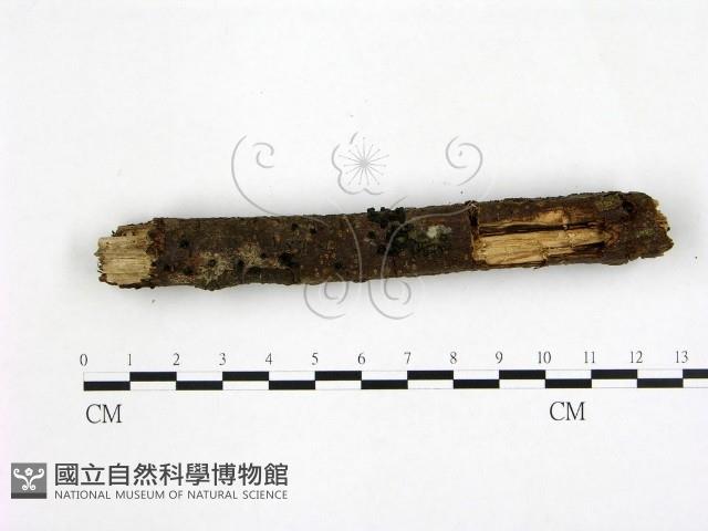 登錄號:F0001312藏品圖，第1張