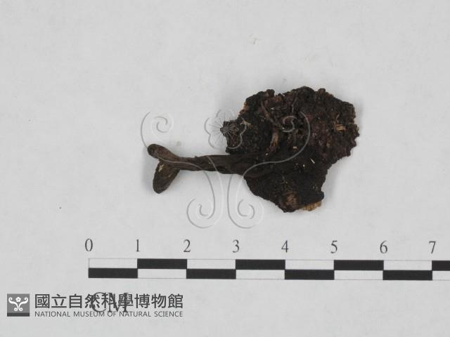 登錄號:F0011312藏品圖，第1張