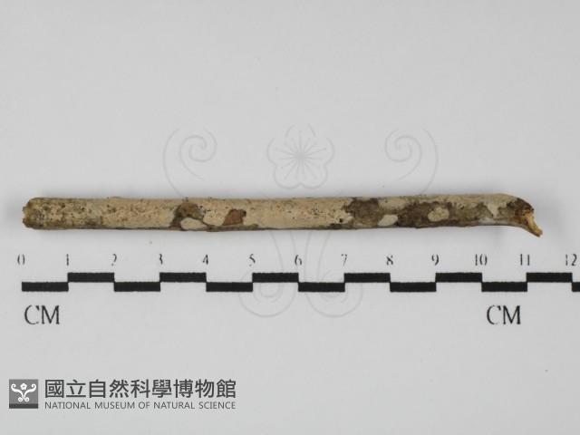 登錄號:F0031312藏品圖，第1張