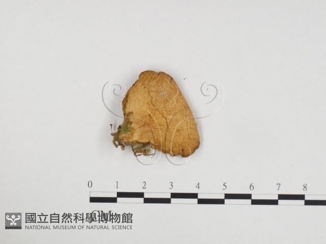 登錄號:F0024312藏品圖，第1張