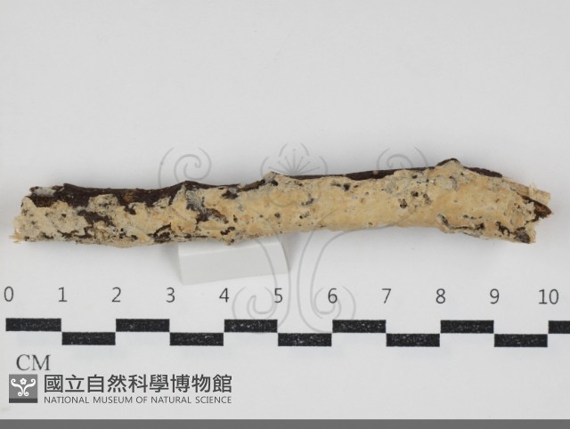 登錄號:F0034312藏品圖，第1張