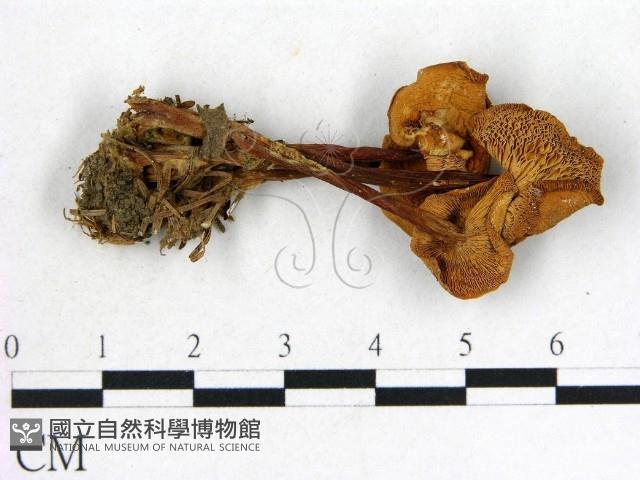 登錄號:F0022312藏品圖，第1張