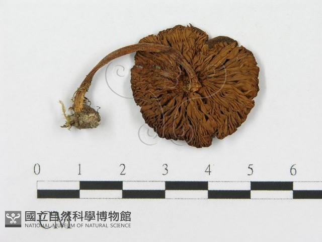 登錄號:F0012312藏品圖，第1張