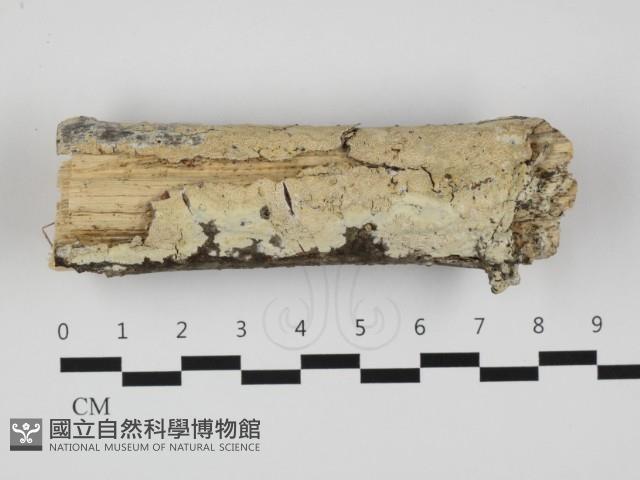 登錄號:F0032312藏品圖，第1張