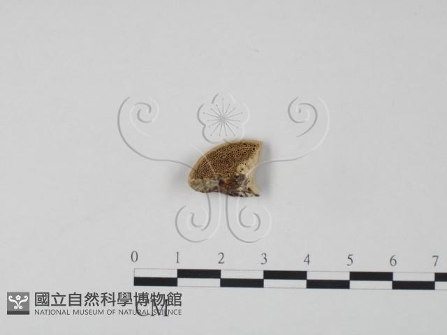 登錄號:F0007312藏品圖，第1張