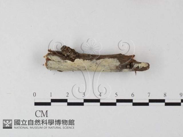 絲齒菌屬藏品圖，第1張