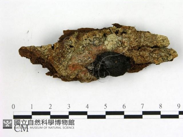 登錄號:F0005312藏品圖，第1張