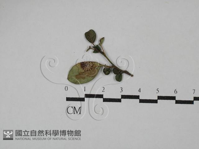 登錄號:F0029312藏品圖，第1張