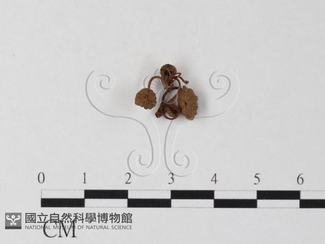 小皮傘屬藏品圖，第1張