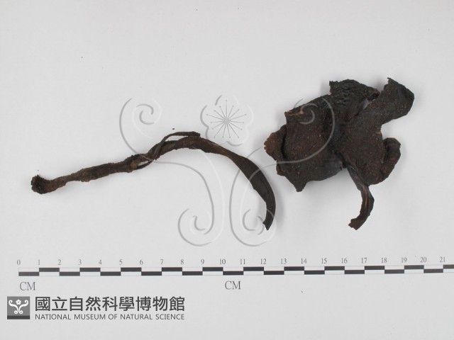 登錄號:F0003312藏品圖，第1張