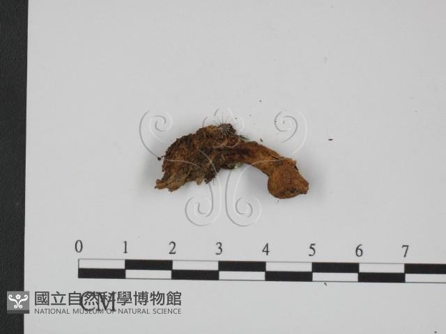 登錄號:F0013312藏品圖，第1張