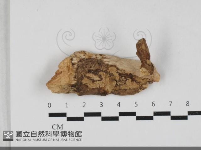 登錄號:F0033312藏品圖，第1張