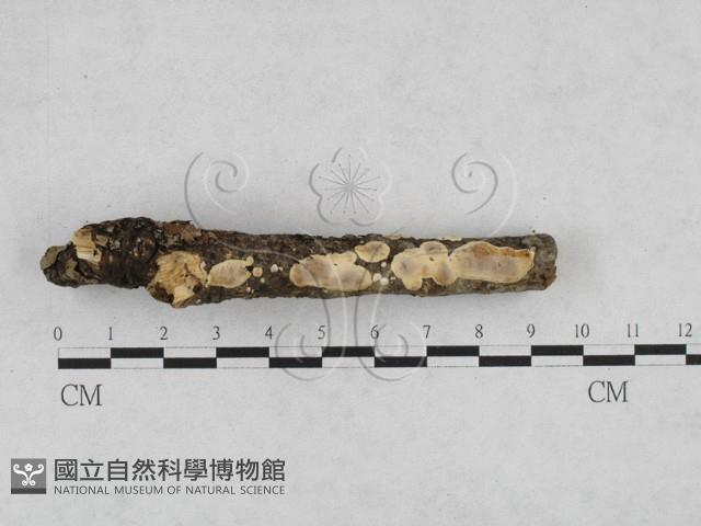 刺皮菌屬藏品圖，第1張