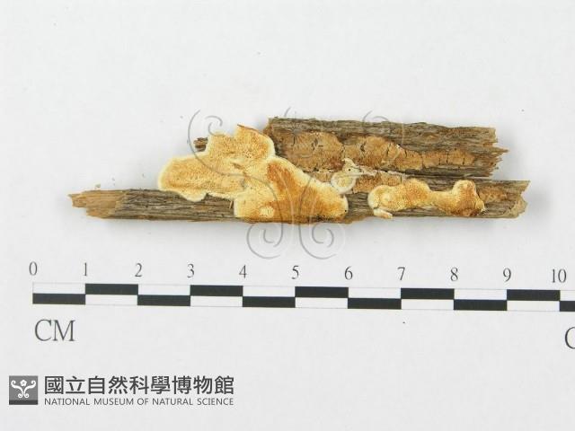 登錄號:F0008252藏品圖，第1張