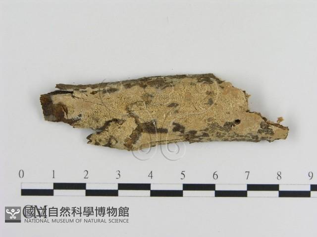 登錄號:F0010252藏品圖，第1張