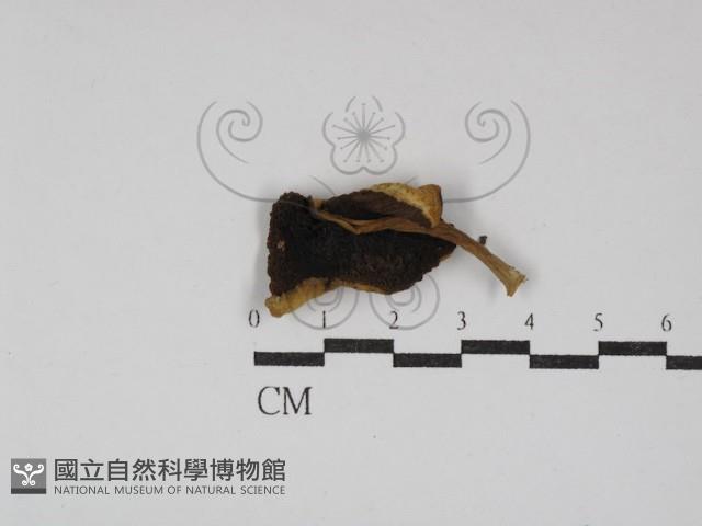 登錄號:F0030252藏品圖，第1張