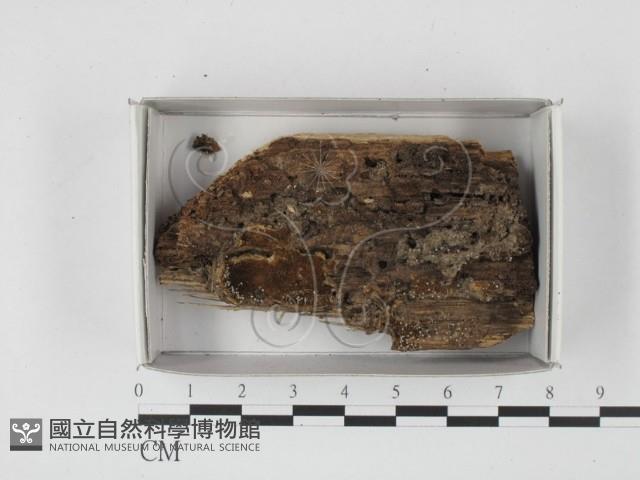登錄號:F0021252藏品圖，第1張