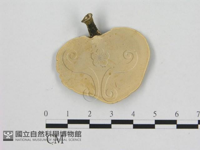 小孔菌屬藏品圖，第1張