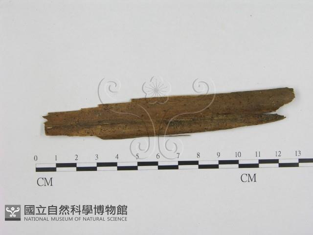 小菇屬藏品圖，第1張