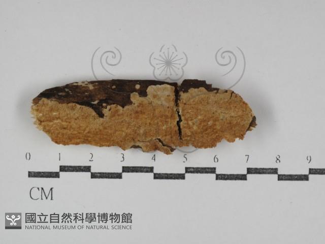 登錄號:F0031252藏品圖，第1張