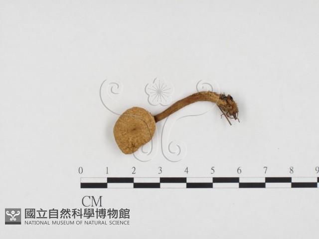 登錄號:F0024252藏品圖，第1張